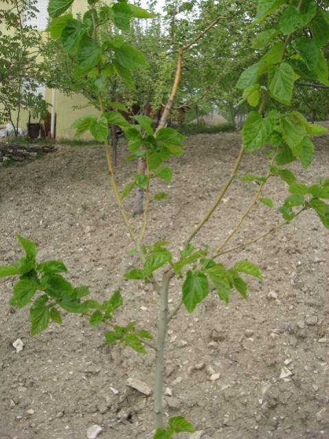 Name:  Resim 020.jpg
Views: 1719
Size:  63.6 KB