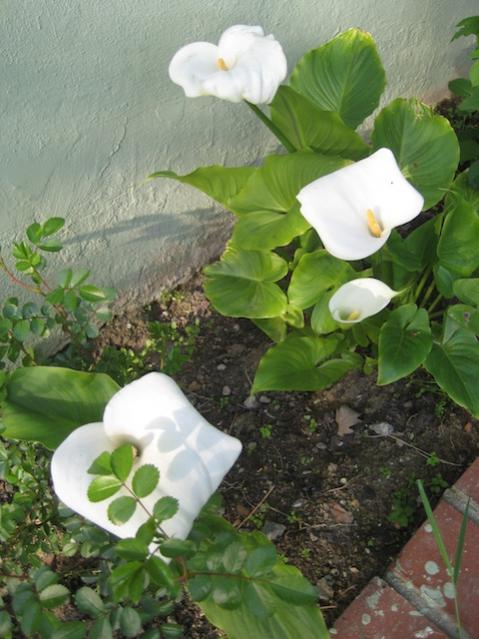 Name:  IMG_2045.jpg
Views: 681
Size:  50.7 KB