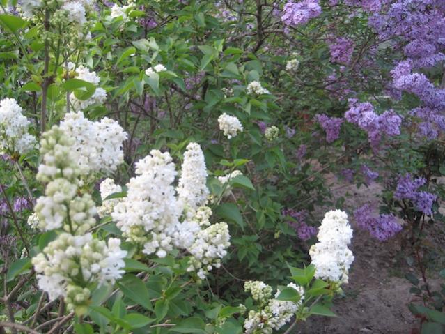 Name:  IMG_2029.jpg
Views: 678
Size:  68.9 KB