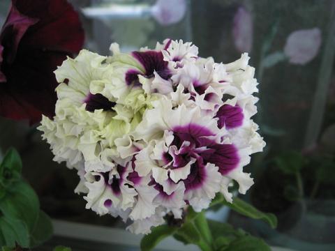 Name:  petunya 1.JPG
Views: 2932
Size:  32.7 KB