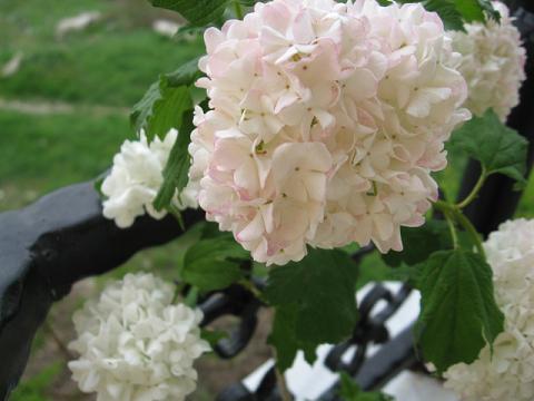 Name:  kartopu1.JPG
Views: 1654
Size:  33.3 KB