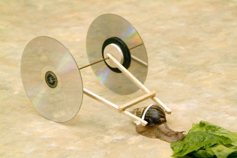 Name:  snail.jpg
Views: 2348
Size:  22.1 KB