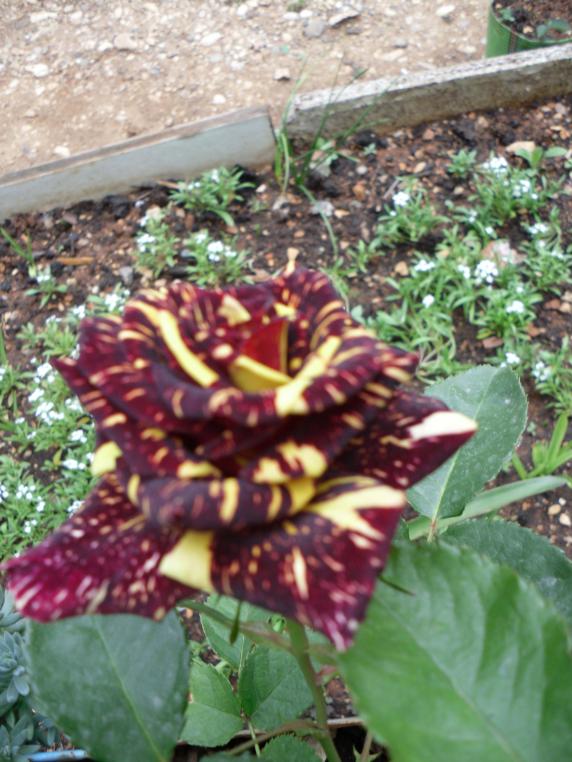 Name:  SDC10502 copy.jpg
Views: 1393
Size:  75.2 KB
