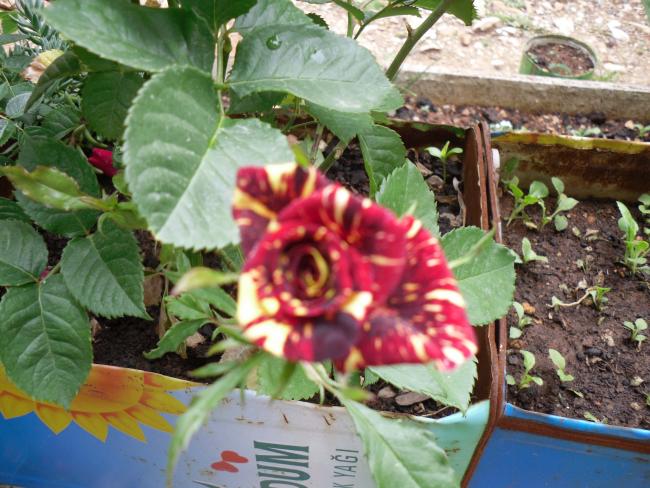 Name:  SDC10503 copy.jpg
Views: 1363
Size:  62.6 KB