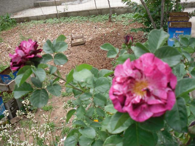 Name:  SDC10504 copy.jpg
Views: 1391
Size:  70.7 KB