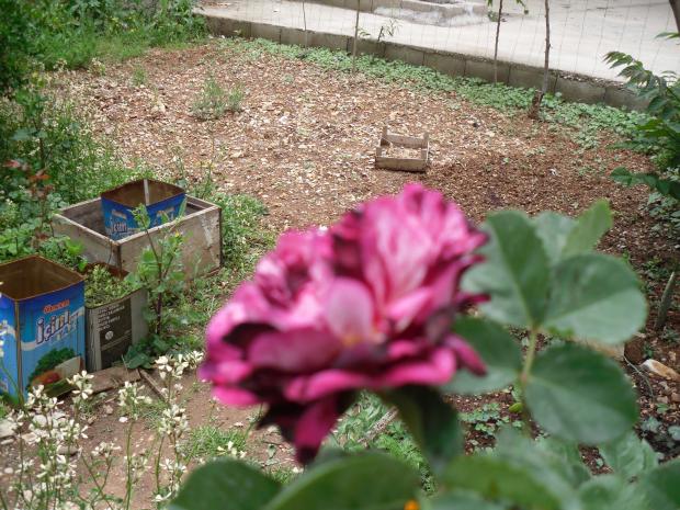 Name:  SDC10505 copy.jpg
Views: 1366
Size:  70.7 KB