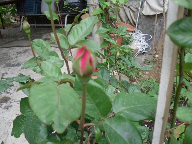 Name:  SDC10514 copy.jpg
Views: 1333
Size:  55.2 KB