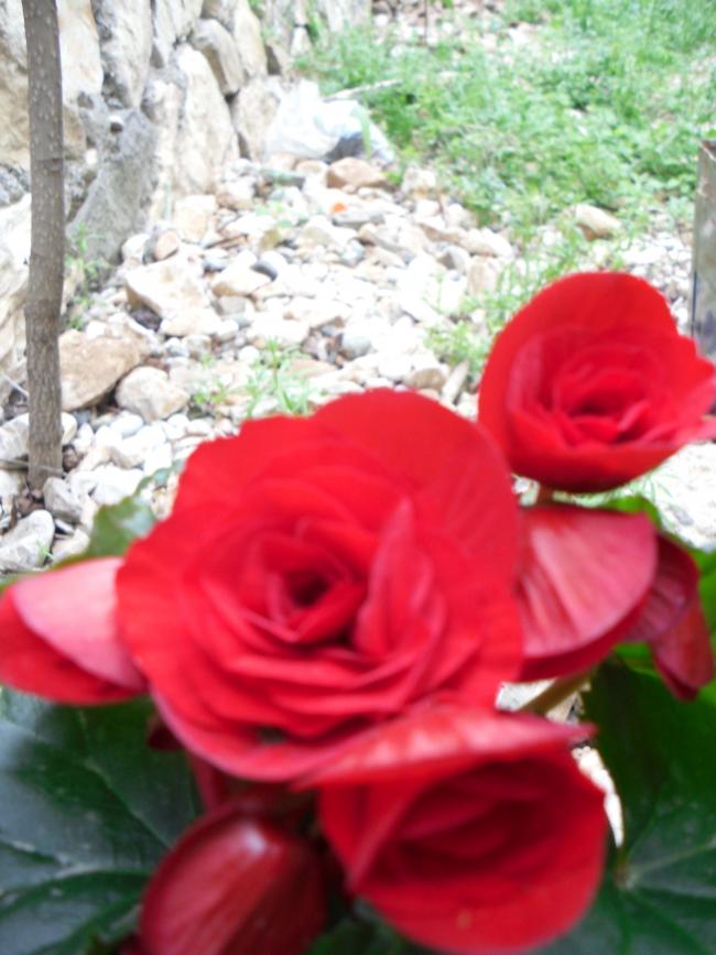 Name:  SDC10516 copy.jpg
Views: 1409
Size:  65.6 KB