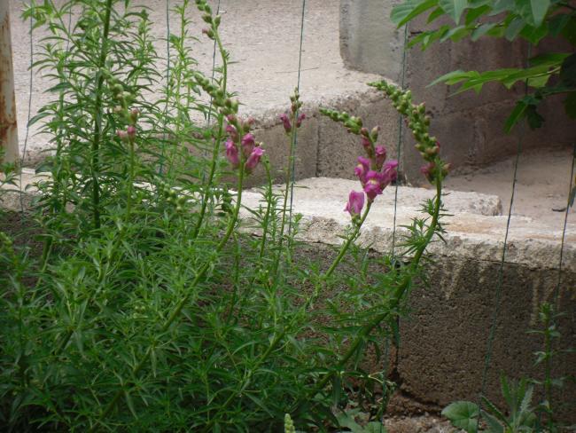 Name:  SDC10536 copy.jpg
Views: 1329
Size:  69.3 KB