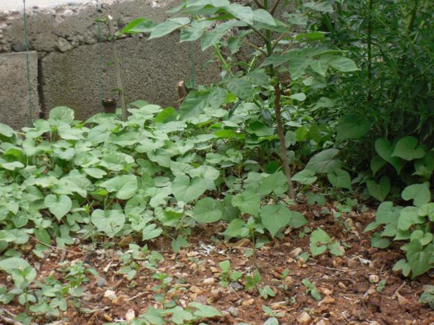 Name:  SDC10537 copy.jpg
Views: 1463
Size:  71.0 KB