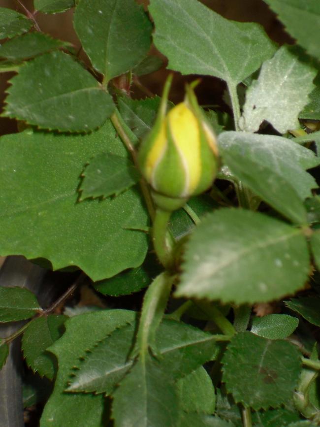 Name:  SDC10539 copy.jpg
Views: 1344
Size:  61.1 KB