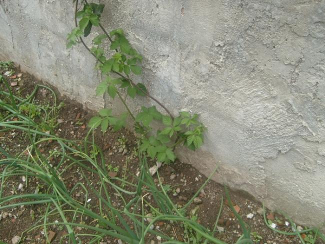 Name:  S6306122.jpg
Views: 779
Size:  64.9 KB