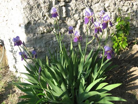 Name:  iris.JPG
Views: 2061
Size:  64.3 KB