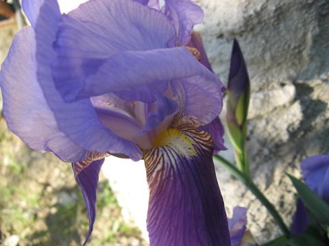 Name:  iris2.JPG
Views: 2055
Size:  33.7 KB
