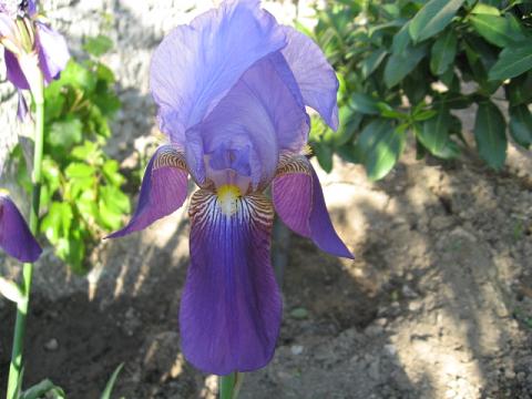 Name:  iris3.JPG
Views: 2035
Size:  41.0 KB