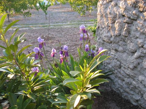 Name:  trabzon yemii-iris.JPG
Views: 2156
Size:  57.7 KB