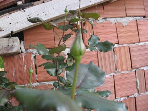 Name:  tomurcuk gl.JPG
Views: 2057
Size:  43.3 KB