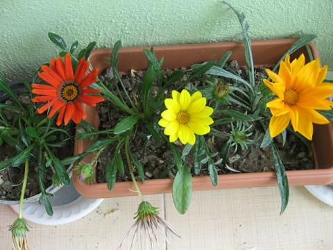 Name:  gazanya.JPG
Views: 2628
Size:  45.9 KB