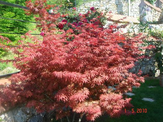 Name:  ACER 5.jpg
Views: 1066
Size:  71.3 KB