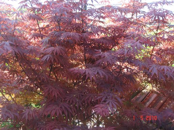 Name:  ACER 8.jpg
Views: 1042
Size:  71.4 KB