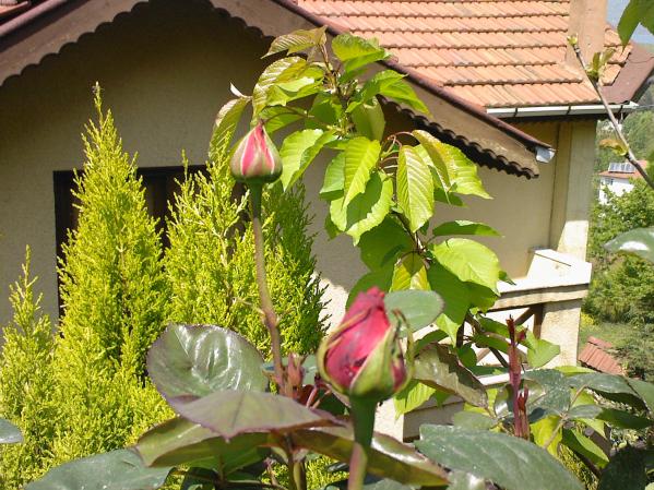 Name:  GLLER 3.jpg
Views: 1134
Size:  71.5 KB