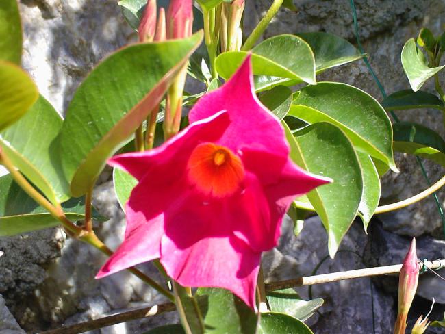 Name:  MANDEVLLA 1.jpg
Views: 1357
Size:  58.7 KB