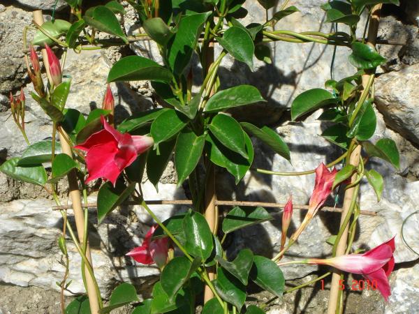 Name:  MANDEVLLA 5.jpg
Views: 1639
Size:  72.0 KB