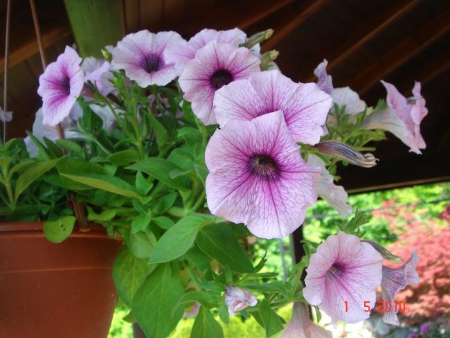 Name:  PETUNYA 6.jpg
Views: 1032
Size:  49.2 KB
