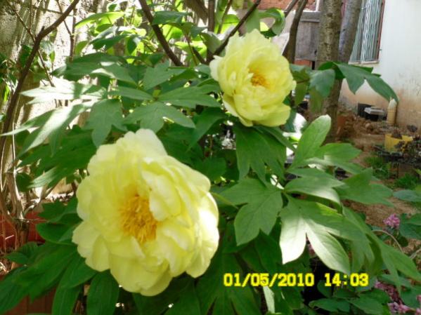 Name:  sar cali sakayik.jpg
Views: 1868
Size:  50.2 KB