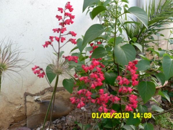Name:  heuchera.jpg
Views: 1641
Size:  50.4 KB