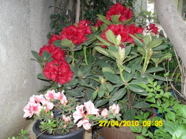 Name:  Kirmizi orgulu ve acelya.jpg
Views: 2045
Size:  57.9 KB