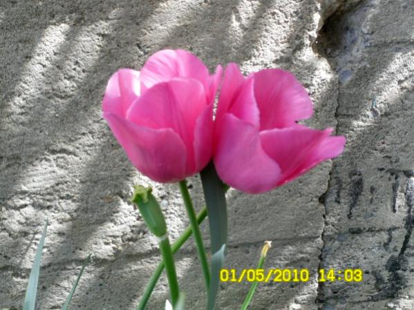 Name:  son laleler.jpg
Views: 1501
Size:  56.2 KB