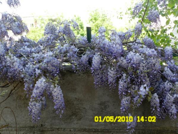 Name:  morsalkim.jpg
Views: 1364
Size:  57.8 KB