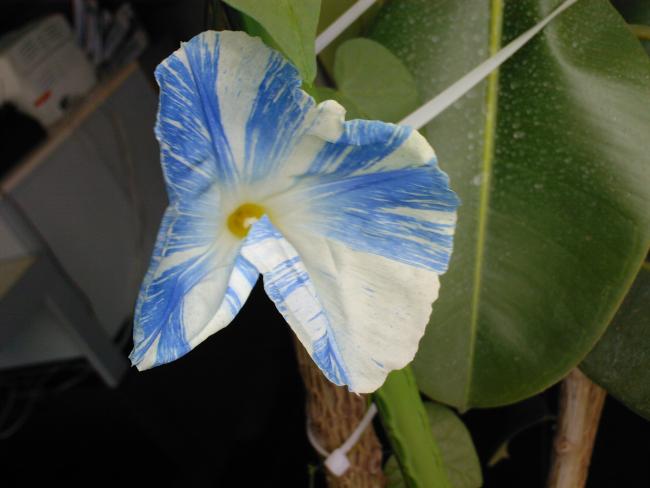 Name:  SABAH SEFASI 1.jpg
Views: 1025
Size:  32.4 KB