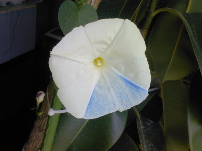 Name:  SABAH SEFASI 6.jpg
Views: 981
Size:  26.0 KB