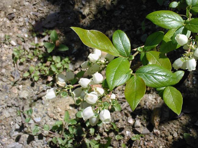 Name:  BLUBERRY 1.jpg
Views: 933
Size:  69.0 KB
