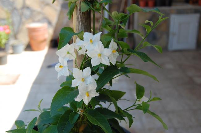 Name:  DSC_0210.jpg
Views: 906
Size:  32.0 KB