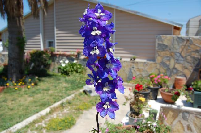 Name:  DSC_0207.jpg
Views: 914
Size:  45.0 KB