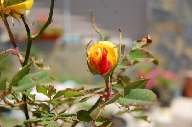 Name:  DSC_0209.jpg
Views: 894
Size:  34.0 KB