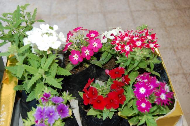 Name:  DSC_0211.jpg
Views: 910
Size:  53.1 KB