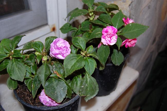 Name:  DSC_0214.jpg
Views: 938
Size:  45.4 KB