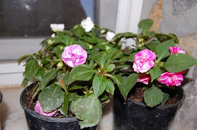 Name:  DSC_0215.jpg
Views: 937
Size:  49.2 KB