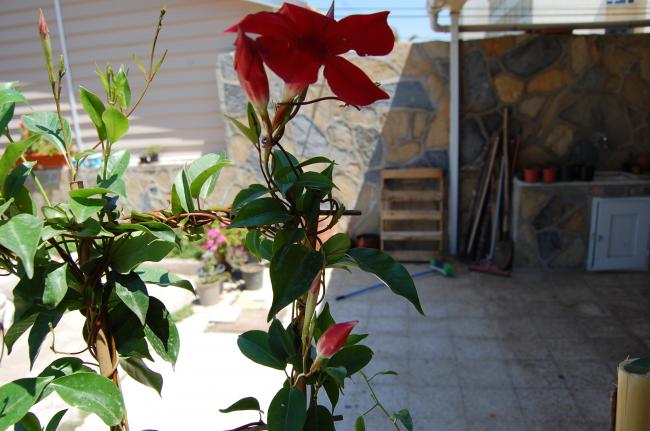 Name:  DSC_0219.jpg
Views: 895
Size:  47.7 KB