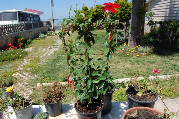 Name:  sundavilla.jpg
Views: 1100
Size:  70.8 KB