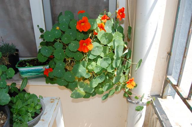 Name:  DSC_0235.jpg
Views: 885
Size:  47.6 KB