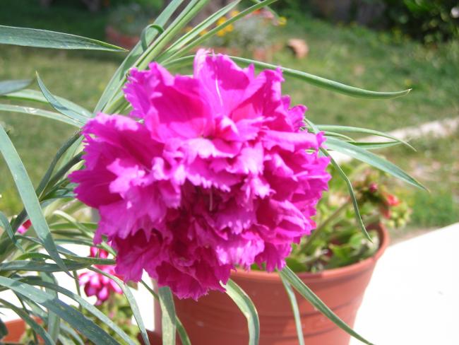 Name:  karanfil.jpg
Views: 1558
Size:  49.7 KB