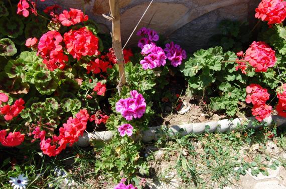 Name:  DSC_0230.jpg
Views: 1078
Size:  72.5 KB