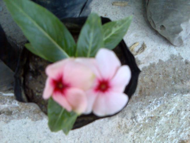Name:  Grnt297.jpg
Views: 709
Size:  35.7 KB