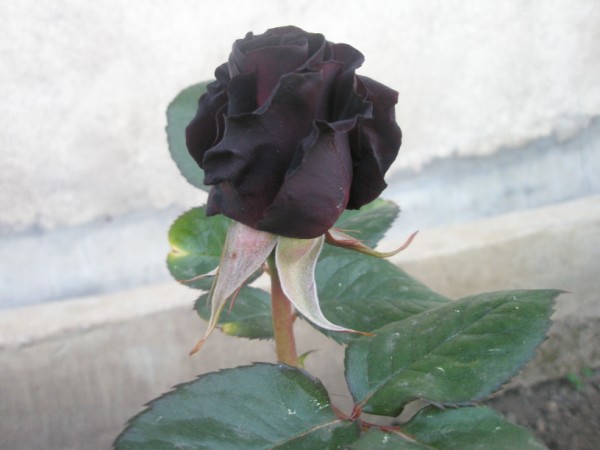 Name:  P5040608 (600 x 450).jpg
Views: 6608
Size:  42.1 KB