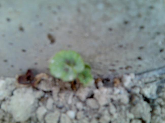 Name:  Grnt307.jpg
Views: 712
Size:  23.4 KB